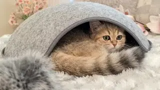 Cat's Hiding Place | Cats Like to Play in Hiding | What do Cats Like to Play?