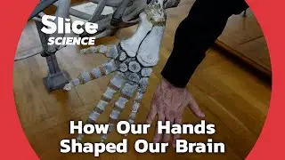 Unlocking Mysteries of Evolution: The Dynamic Relationship Between Hands and Brains | SLICE SCIENCE