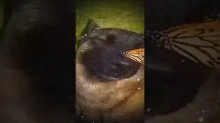 Бабочка с собакой на носу🦋 