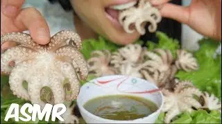ASMR BABY OCTOPUS (CHEWY EATING SOUNDS) NO TALKING | SAS-ASMR
