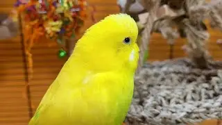 happy budgie sounds