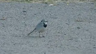 белая трясогузка Motacilla alba