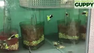 Guppy de Linhagem Saiba Como Criar Guppy