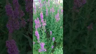 Дербенник иволистный