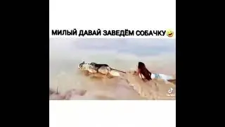 Давай заведём собаку милый