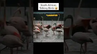 HILARIOUS 🤣 If BIRDS Could SPEAK #viral #hilarious #trending #languages #learn #jokes #grappie #rsa