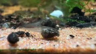 I turned a glass container into an ecosystem, this happened!