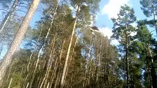 Траурница (Nymphalis antiopa) на лесной полянке. 🦋