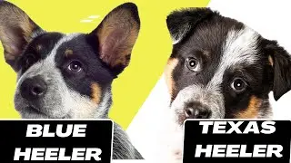 blue heeler vs texas heeler