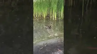 Утки 🦆 с утятами пытаются выйти на берег