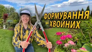 ФОРМУВАННЯ ХВОЙНИХ РОСЛИН ПО МОЛОДОМУ ПРИРОСТУ