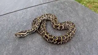 My New Pet..