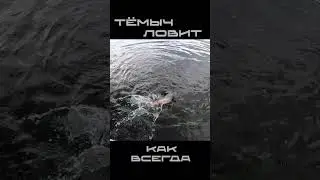 ТЁМЫЧ ЛОВИТ ЩУК  #рыбалка #спиннинг #блесна #щука #джиг #живец