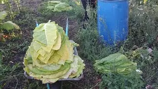 Табак 3 метра 13.08.2024