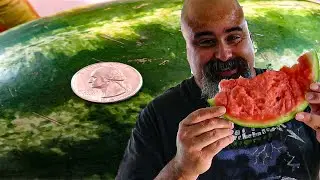Cut A Watermelon With A Coin ?