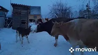 Сельская рутина. Телята,рулоны...