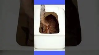 Does your cat pee over the edge of the litter box? #cats #catlitterbox