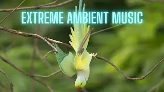 Extreme Funky Ambient Music