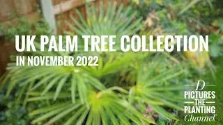 Palm trees in a British November