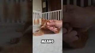 Does Your Cat Trust You? #shorts #gingercat #catsvideo #catshorts #orangecat