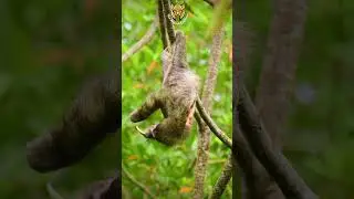Sunlight & Scent: How Tree Dwellers Navigate | The Animal Explorer #shorts