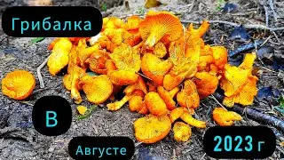 Лисички и Белые грибы в Августе.Грибное лето.Грибы 2023