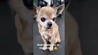 Дети чихуахуа 🤣🤣 