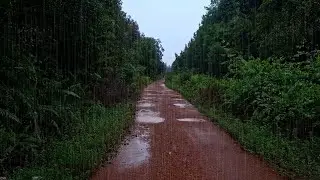 Morning Rain Walk on the Forest Road  - Relaxing Nature Sounds
