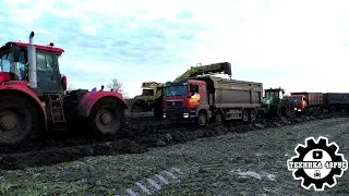 Свёкла-2023. Грязь и мучения снова. Кировец К-742, John Deere'ы и Claas Axion - все в поле!