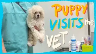 My Puppy's Emergency Vet Visits | Winter Series| The Poodle Mom