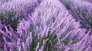 Beautiful 😍✨ Flowers 🌺🌻🌹 in the world