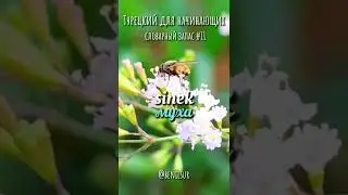 Турецкий для начинающих. Словарный запас ч.11 Насекомые 