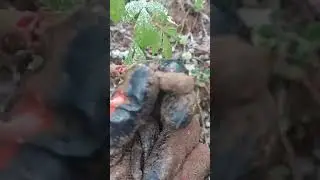 опасная находка