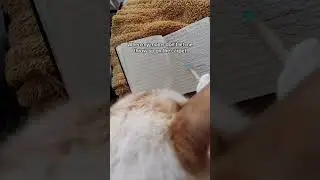 #catlover
