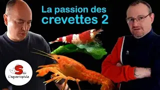 La passion des crevettes 2 , Shrimp Room avec Laurent et Pierre-Yves de l'aquaclub de Trouville
