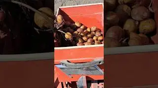 УЗНАЙТЕ, КАК ПОСАДИТЬ КАРТОФЕЛЬ, МОТОБЛОК МТЗ БЕЛАРУС 