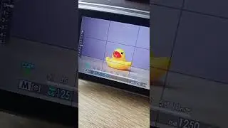 Tips Dasar Fokus di Kamera