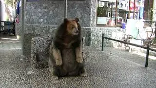Танцующий медведь (Dancing bear)