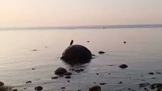 Баклан и цапля