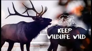 Do Estes Right: Keep Wildlife Wild