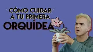 ¿Cómo cuidar a tu primera orquídea?  | | Cuidados básicos de Phalaenopsis