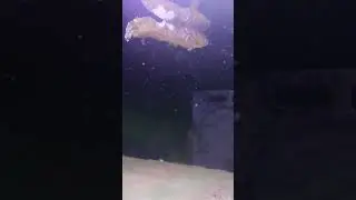 WARNING LIVE FEEDING! Piranha bit snakehead #livefeeding #feeding #piranha #redbelliedpiranha