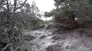 вальдшнеп 2017