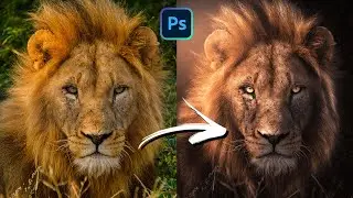 The Only Steps You Need To Know When Editing Wildlife Photos!