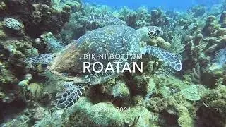Scuba Diving Bikini Bottom & El Aquila Roatan GoPro
