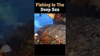 Fishing In The Deep Sea #sea #viral #video #shorts