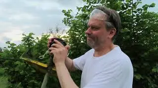 Обзор моего чудо-огорода. Тугие кнопки у триммера. Саша повредил мышцы руки. Как косить? 27.05.2023