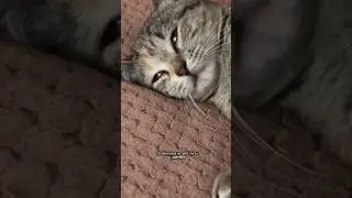 Кошачьи мечты #reels #кошки #cat #приколысживотными #милыеживотные #ad #music #shorts