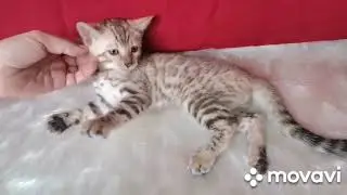 Бенгальский снежный мальчик 2 месяца