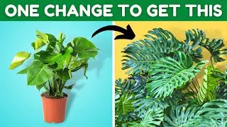 The Single BEST Way To Grow The Best Plants